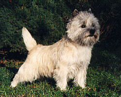Cairn Terrier- Sensei`s Forrygende Freaser